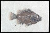 Cockerellites (Priscacara) Fossil Fish - Wyoming #51065-1